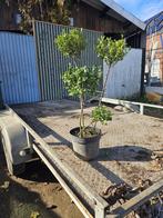 ilex crenata bonsai vorm (japanse hulst), Tuin en Terras, Planten | Bomen, Bloeit niet, Overige soorten, Minder dan 100 cm, Ophalen
