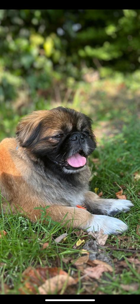 Privé Hondenuitlaatservice, Nieuwe Klanten Welkom, Diensten en Vakmensen, Dieren | Honden | Verzorging, Oppas en Les, Particuliere oppas