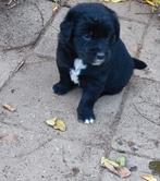 Golden Retriever kruising Border Collie, Golden retriever, CDV (hondenziekte), 8 tot 15 weken, Meerdere