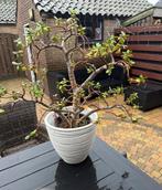 Vetplant met pot., Huis en Inrichting, Kamerplanten, Ophalen of Verzenden, Halfschaduw, Minder dan 100 cm