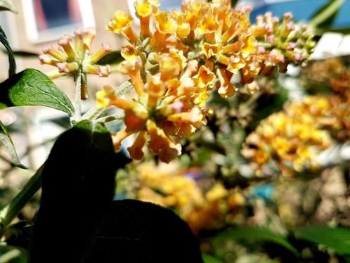 Vlinderstruik (Budlea), Tuin en Terras, Planten | Struiken en Hagen, Struik, Vlinderstruik, 100 tot 250 cm, Ophalen