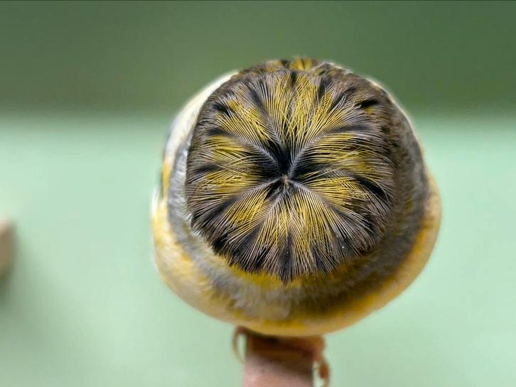 Gloster kanarie, Dieren en Toebehoren, Vogels | Kanaries, Postuurkanarie, Meerdere dieren