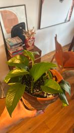 Pothos in terracotta pot, Huis en Inrichting, Kamerplanten, Ophalen, Overige soorten, Minder dan 100 cm