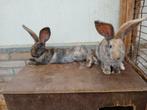 2 leuke jong groot Lotharinger rammetjes, Dieren en Toebehoren, Mannelijk, Groot, 0 tot 2 jaar