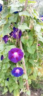 Ipomoea purpurea - Blauwe dagwinde, Ophalen of Verzenden, Voorjaar, Volle zon, Zaad