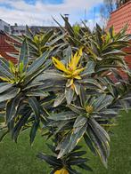 Uniek: bonte Nerium Oleander op stam, Tuin en Terras, Planten | Bomen, Olijfboom, Herfst, Ophalen