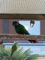 Tekoop, Dieren en Toebehoren, Vogels | Parkieten en Papegaaien, Vrouwelijk, Parkiet, Geringd