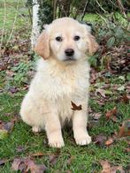 Golden retriever x labrador pups, Dieren en Toebehoren, Honden | Niet-rashonden, Rabiës (hondsdolheid), 8 tot 15 weken, Meerdere