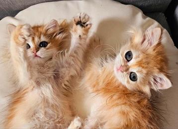 Britse langharige kittens Golden Shell/tabby tick. Stambomen beschikbaar voor biedingen