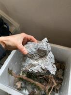 Aquarium decoratie, Dieren en Toebehoren, Ophalen of Verzenden, Nieuw, Plant(en), Steen of Hout