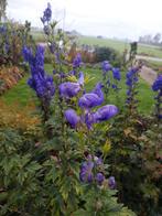 Aconitum/ monnikskap knollen, Tuin en Terras, Bloembollen en Zaden, Ophalen of Verzenden, Volle zon, Knol