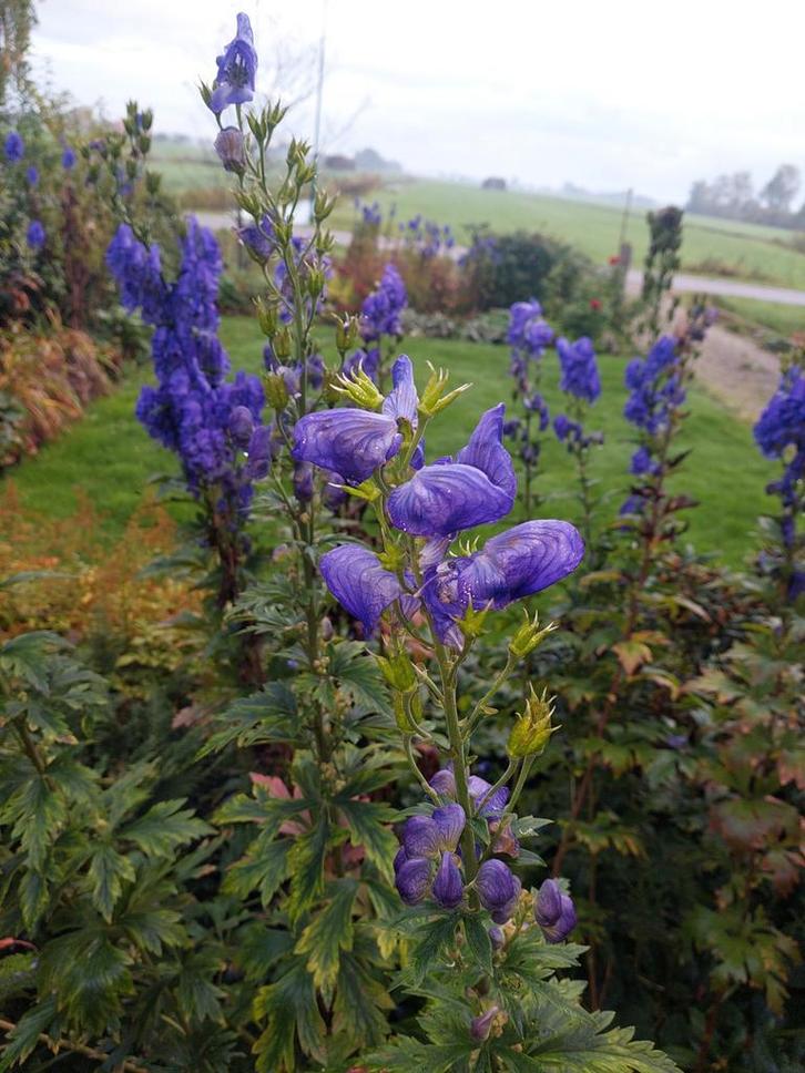 Aconitum/ monnikskap knollen, Tuin en Terras, Bloembollen en Zaden, Knol, Volle zon, Ophalen of Verzenden