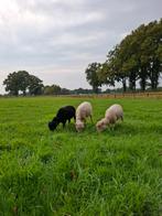 Te koop: 7 Zwoegervrije Ouessant Ooien, Dieren en Toebehoren, Schapen, Geiten en Varkens, Vrouwelijk, Schaap, 3 tot 5 jaar