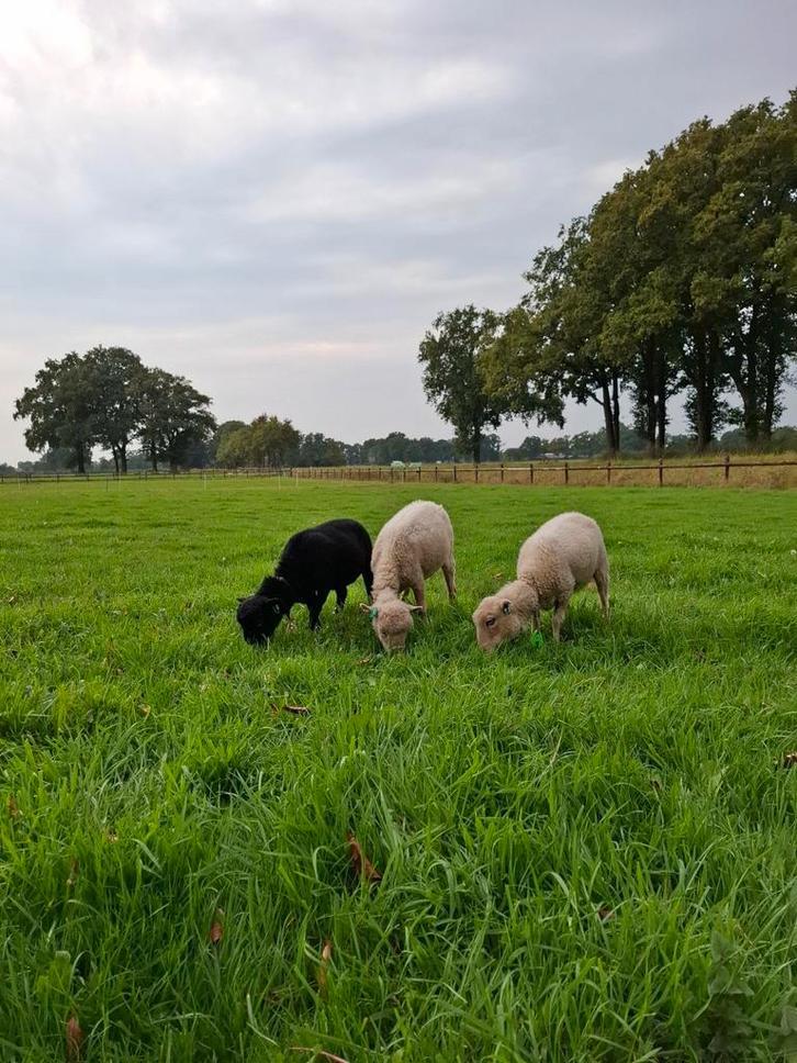 Te koop: 7 Zwoegervrije Ouessant Ooien, Dieren en Toebehoren, Schapen, Geiten en Varkens, Schaap, Vrouwelijk, 3 tot 5 jaar