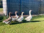 Twenste landgans x boerengans kwartet, Dieren en Toebehoren, Pluimvee | Toebehoren, Ophalen, Overige typen