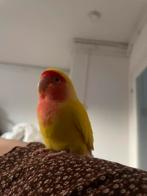 Gezocht: Agapornis pop 10 jaar of ouder, Dieren en Toebehoren, Vogels | Parkieten en Papegaaien, Vrouwelijk, Dwergpapegaai of Agapornis