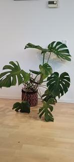 Monstera 90cm, Ophalen, Overige soorten, Halfschaduw, In pot