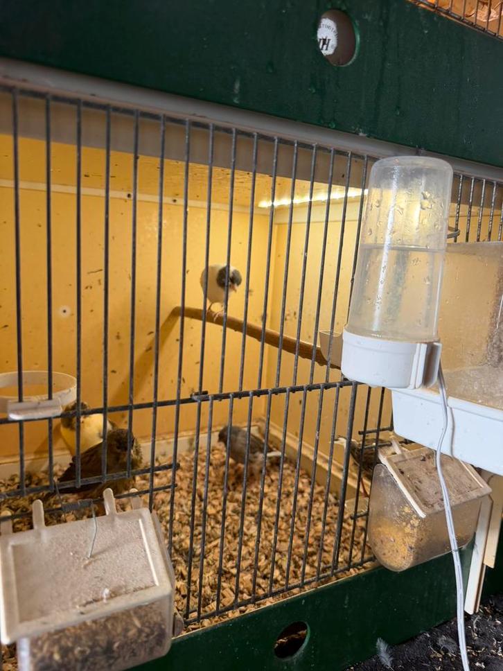 Kanaries, Dieren en Toebehoren, Vogels | Kanaries, Kleurkanarie, Meerdere dieren