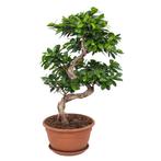 Ficus Gin Seng Bonsai, Huis en Inrichting, Kamerplanten, Minder dan 100 cm, Ficus, Halfschaduw, Verzenden