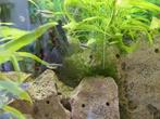 Planten voor aquarium, drijvende gras en mosachtige planten, Dieren en Toebehoren, Vis