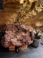 Luipaard gekko’s, Hagedis, 3 tot 6 jaar