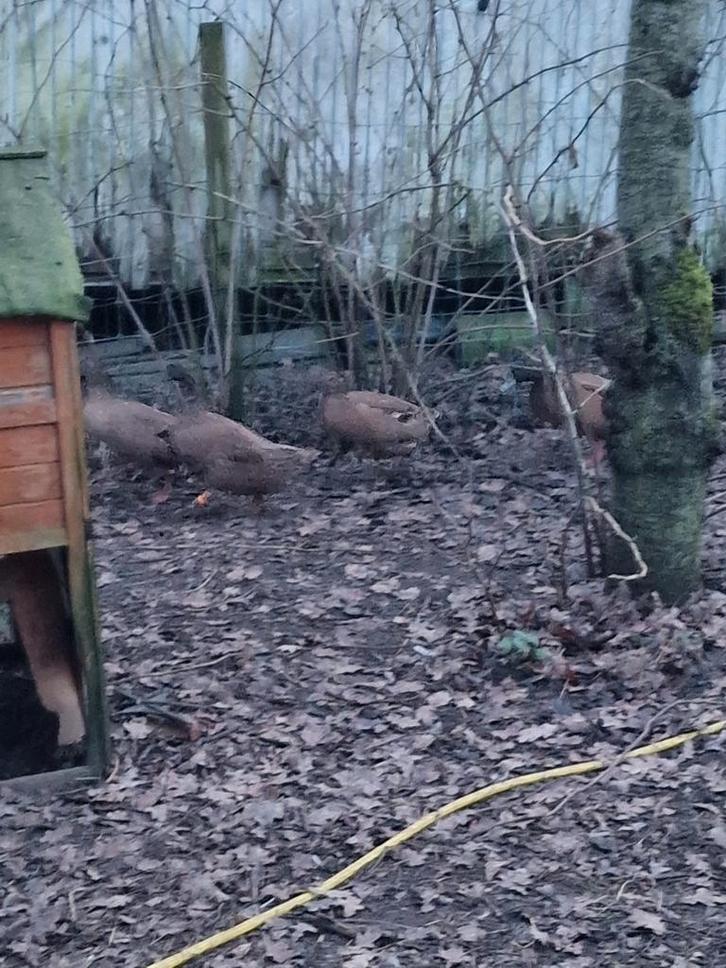 Te koop khaki campbell eenden van 2024, Dieren en Toebehoren, Pluimvee, Eend, Meerdere dieren
