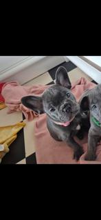 Franse bulldog puppy nog 1 Teefje 11 weekjes, Dieren en Toebehoren, Rabiës (hondsdolheid), 8 tot 15 weken, Teef, Bulldog