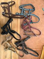 6 veulen halsters, Ophalen of Verzenden, Gebruikt, Overige soorten