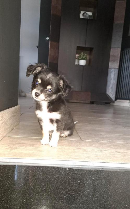 Chihuahua pup reutje, Dieren en Toebehoren, Honden | Chihuahua's en Gezelschapshonden, Reu, Chihuahua, Particulier, Eén hond, België