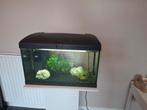 Compleet aquarium met zuil en vissen, Dieren en Toebehoren, Vissen | Aquaria en Toebehoren, Ophalen, Gebruikt, Gevuld zoetwateraquarium