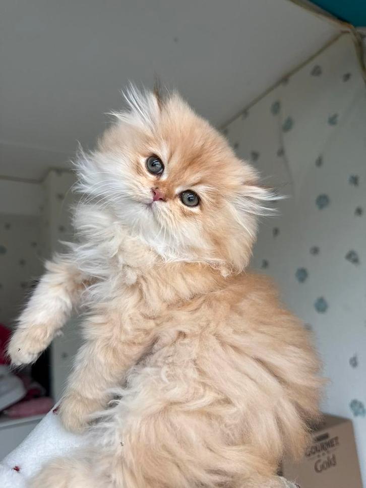 Britse kort/lang haar kittens, Dieren en Toebehoren, Katten en Kittens | Raskatten | Langhaar, Meerdere dieren, 0 tot 2 jaar