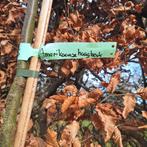 Diverse Leibomen - Kies uw favoriet!, Bloeit niet, Leiboom, 100 tot 250 cm, Ophalen