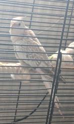 wit/grijze valkparkiet, Dieren en Toebehoren, Vogels | Parkieten en Papegaaien, Mannelijk, Parkiet