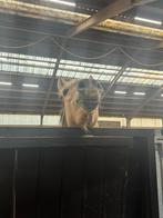 Leuke knuffel shetlander gezocht, Dieren en Toebehoren, Stalling en Weidegang