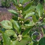 Ilex verticillata mnl Winterbes mannelijke plant, Ophalen of Verzenden, Zomer, Vaste plant, Halfschaduw