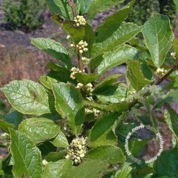 Ilex verticillata mnl Winterbes mannelijke plant beschikbaar voor biedingen