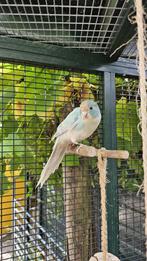 Kakariki's, Meerdere dieren, Parkiet, Tam