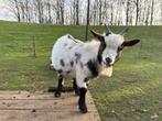Jonge bok, Dieren en Toebehoren, Mannelijk, Geit, 0 tot 2 jaar