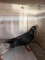 Een jonge koppel postduif