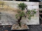 Bonsai Juniper, Ophalen, Bloeit niet, Halfschaduw, Overige soorten
