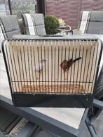 Koppel roodmussen split opaal x opaal 2025, Meerdere dieren, Geringd