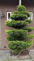 Boom in vorm gesnoeid, Ophalen, Volle zon, Overige soorten