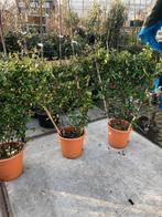 Toscaanse jasmijn in rek in pot  80 bij 110 boven de pot, Zomer, Vaste plant, Overige soorten, Ophalen