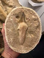Mosasaurus tand, Verzamelen, Mineralen en Fossielen, Ophalen of Verzenden, Fossiel