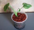 Monstera Deliciosa mint, Ophalen of Verzenden, Overige soorten, Minder dan 100 cm