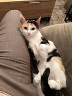 Gratis poes, Dieren en Toebehoren, Katten en Kittens | Overige Katten, Meerdere dieren, Kortharig, 0 tot 2 jaar