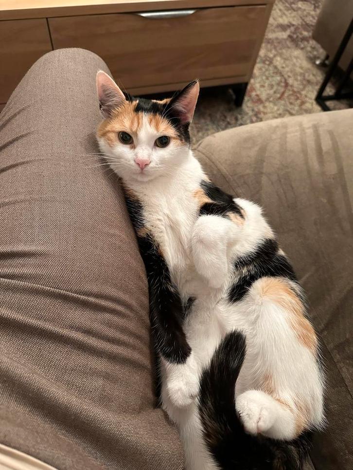 Gratis poes, Dieren en Toebehoren, Katten en Kittens | Overige Katten, Kortharig, Meerdere dieren, 0 tot 2 jaar