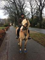 Haflingermerrie te koop, Dieren en Toebehoren, Paarden, M, 11 jaar of ouder, Merrie, Gechipt