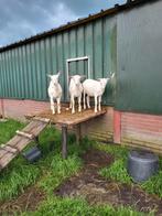 Toggenburg-geit, Dieren en Toebehoren, Schapen, Geiten en Varkens, Vrouwelijk, Geit, 0 tot 2 jaar