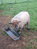 Hampshiredown schapen vijf fok ooien en een dekram, Dieren en Toebehoren, Schapen, Geiten en Varkens, Vrouwelijk, Schaap